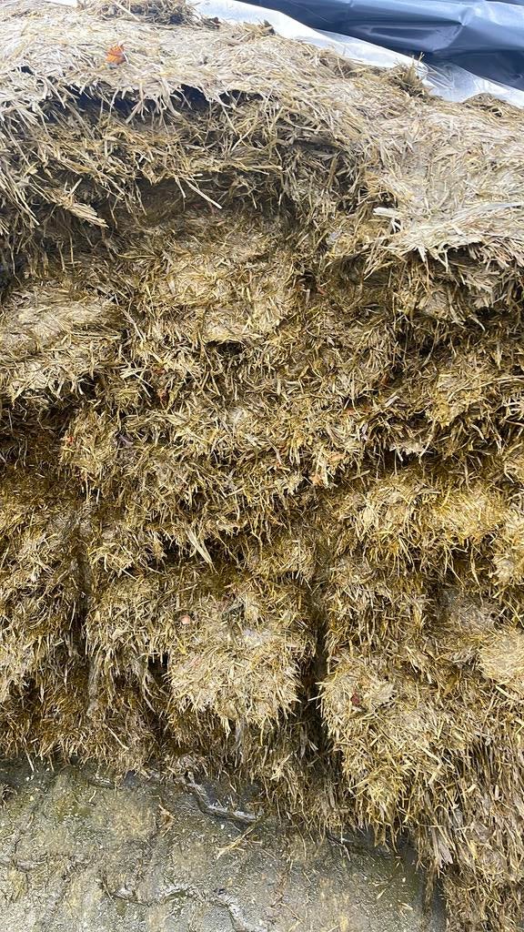 Gras kuil  kuilvoer agrarisch koeien, Dieren en Toebehoren, Ophalen, Vee