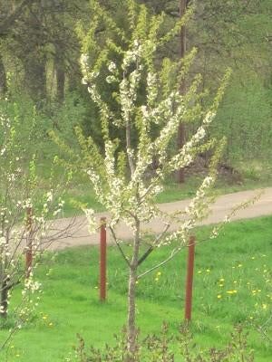 **ACTIE** Prunus avium, zoete kers, inheems, Tuin en Terras, Planten | Bomen, Bolboom, Volle zon, Lente, Ophalen of Verzenden