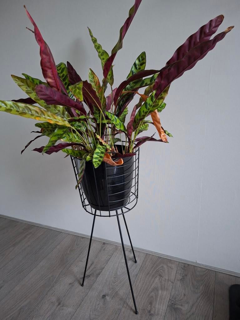 Plant in pot op een standaard, Huis en Inrichting, Kamerplanten, Ophalen, In pot, Halfschaduw, Minder dan 100 cm