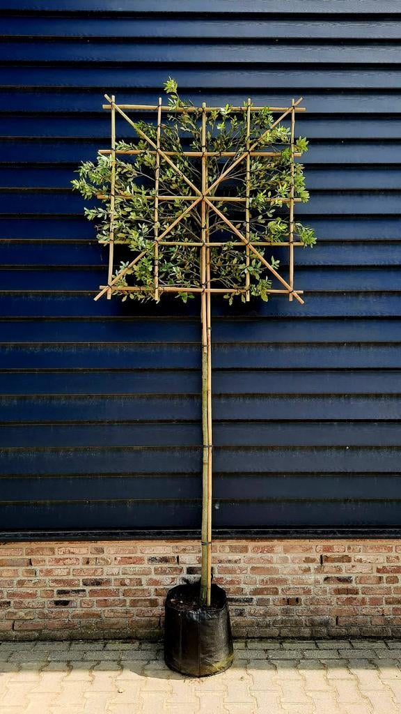 Steeneik Quercus Ilex Hoogstam / Leiboom🌿 groenblijvend, Tuin en Terras, Planten | Bomen, Halfschaduw, Ophalen