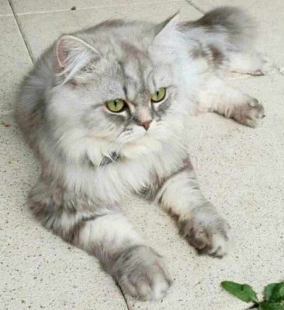 DEKKATER Britse Langhaar Silver Blue, incl. Fiv Felv testen, Dieren en Toebehoren, Katten en Kittens | Dekkaters