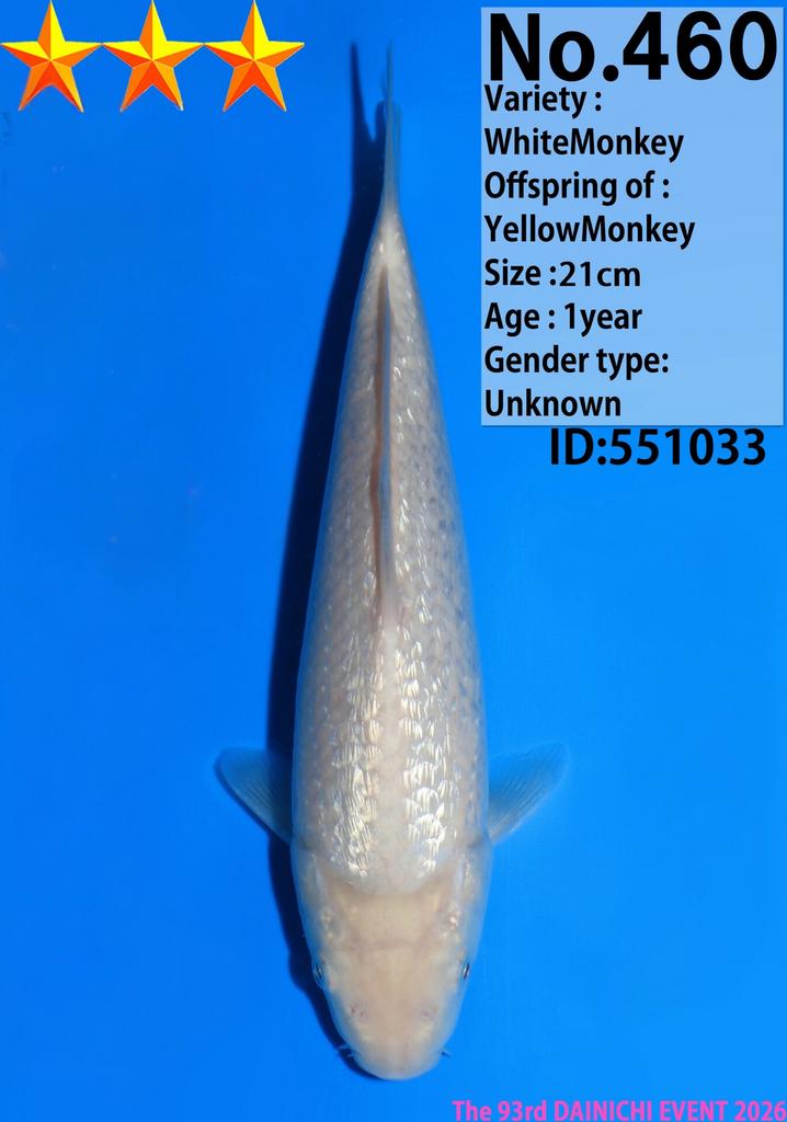 WhiteMonkey GINRIN jumbo tosai HQ japanse koi DAINICHI, Dieren en Toebehoren, Karper of Koi