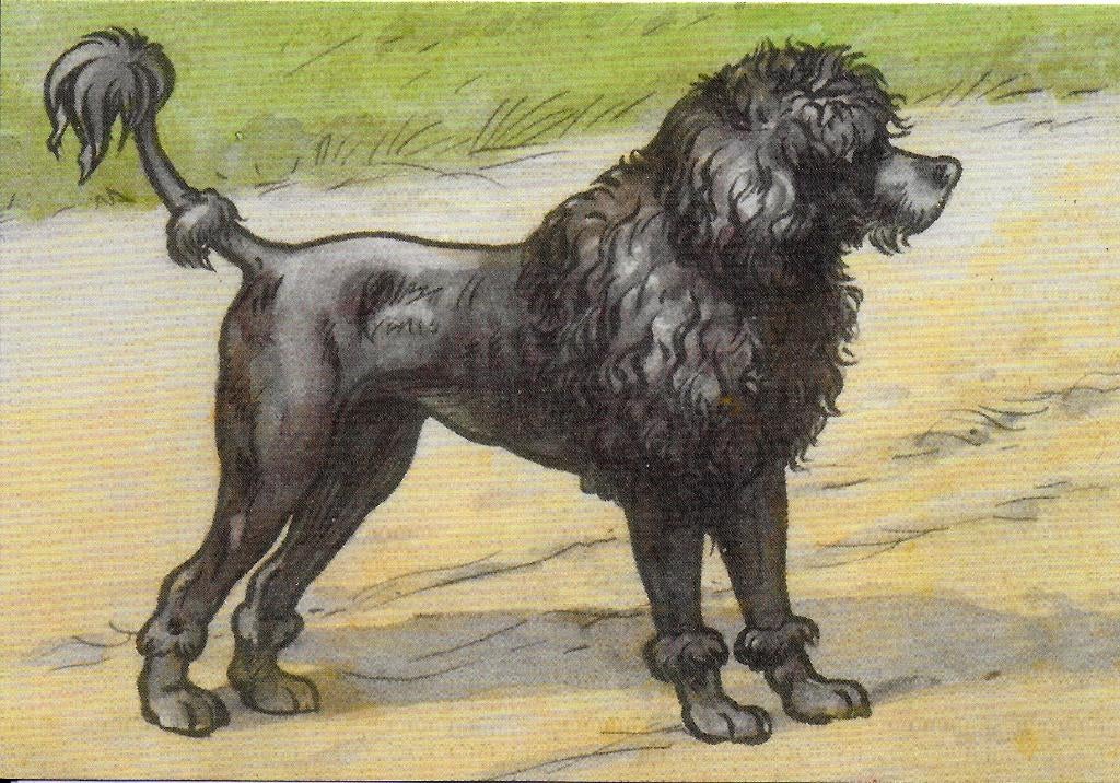 Ongelopen Ansichtkaart Does van het leesplankje (B3957 ) -, Verzenden, 1980 tot heden, Ongelopen