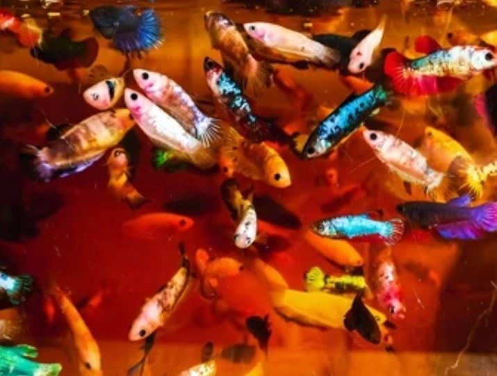 Betta Splendens - Kempvis vrouw random of Koi Betta vissen, Dieren en Toebehoren, Vis