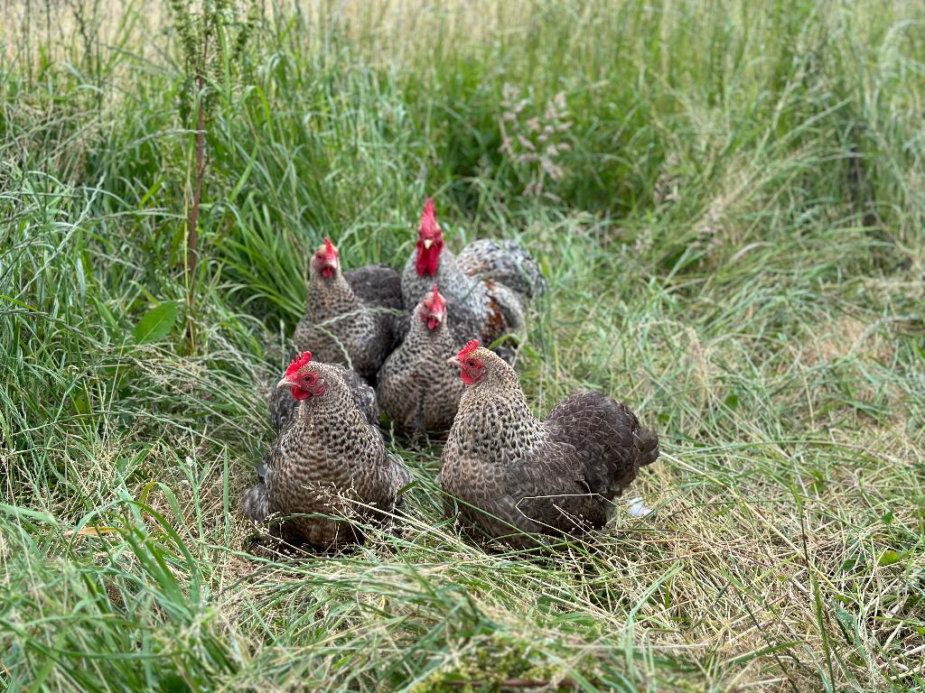 Jonge tamme Cochin kriel koekoek patrijs gesekst en ingeënt, Vrouwelijk, Kip