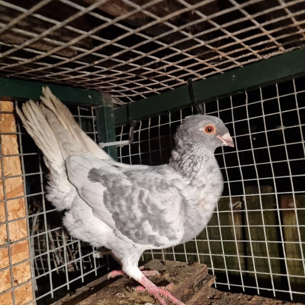 Duiven vruow te koop, Dieren en Toebehoren, Vogels | Duiven, Meerdere dieren