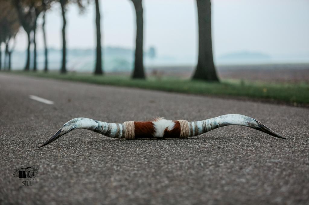 Longhorn, Ophalen of Verzenden, Nieuw, Opgezet dier