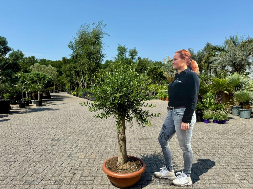 Olijfboom (Olea europaea) 30/40 cm stamomtrek - decoschaal, Ophalen of Verzenden, 100 tot 250 cm, Olijfboom, Zomer