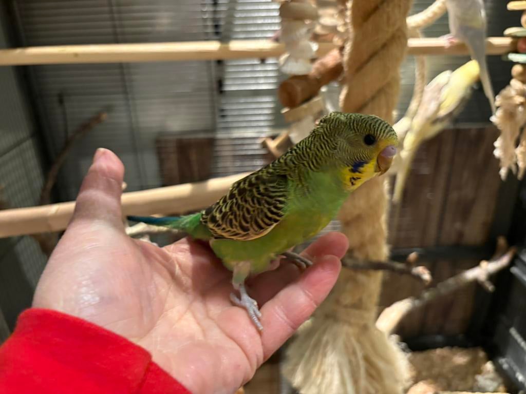 Jonge grasparkietjes om tam te maken 6-8 weken oud, Meerdere dieren, Parkiet