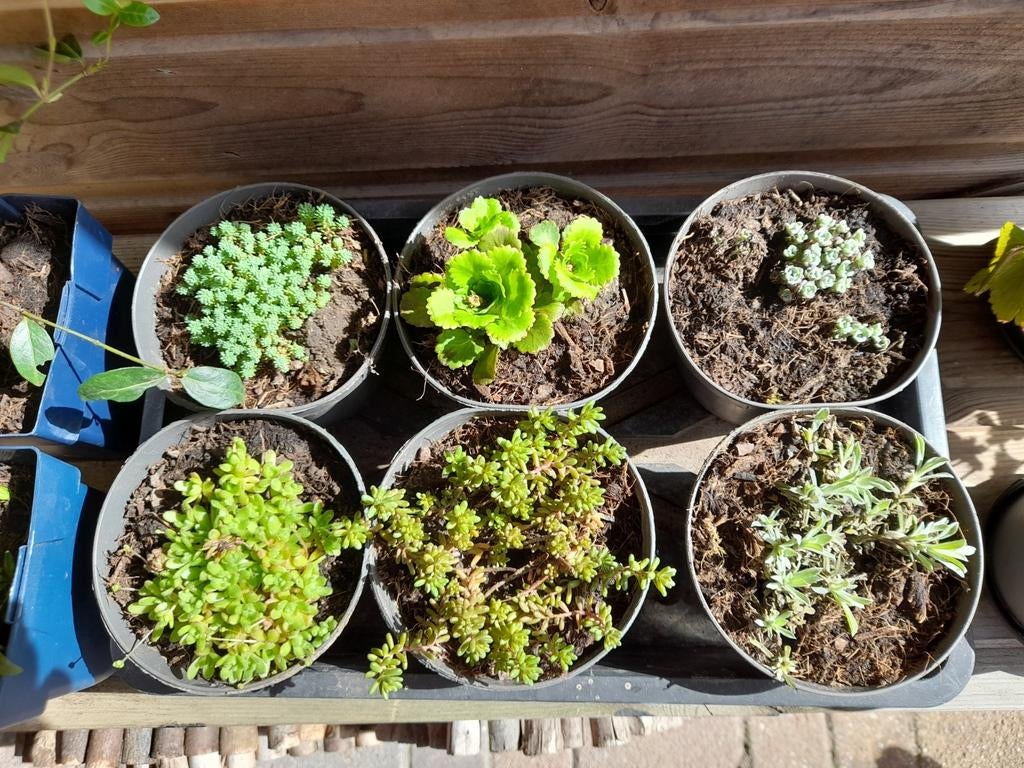 Diverse groenblijvende bodembedekkers., Ophalen, Bodembedekkers, Vaste plant, Halfschaduw