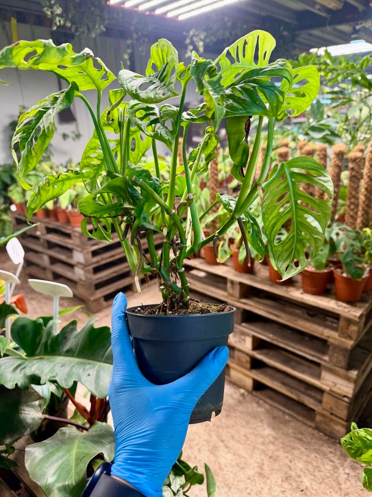 Monstera Monkey Mask (Adansonii) - p12, Ophalen of Verzenden