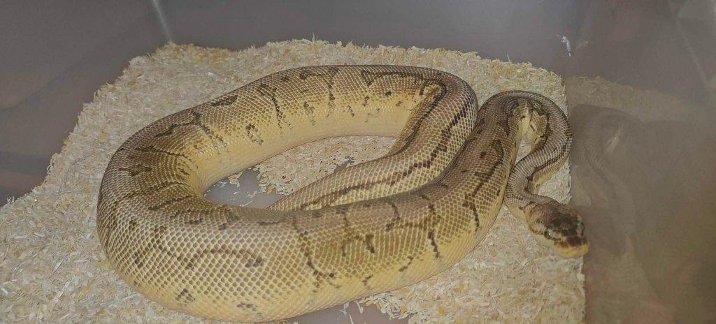 Ball python 1.0 HI OD yb pinstripe het DG Ball Python - male for sale from shirley sterckx