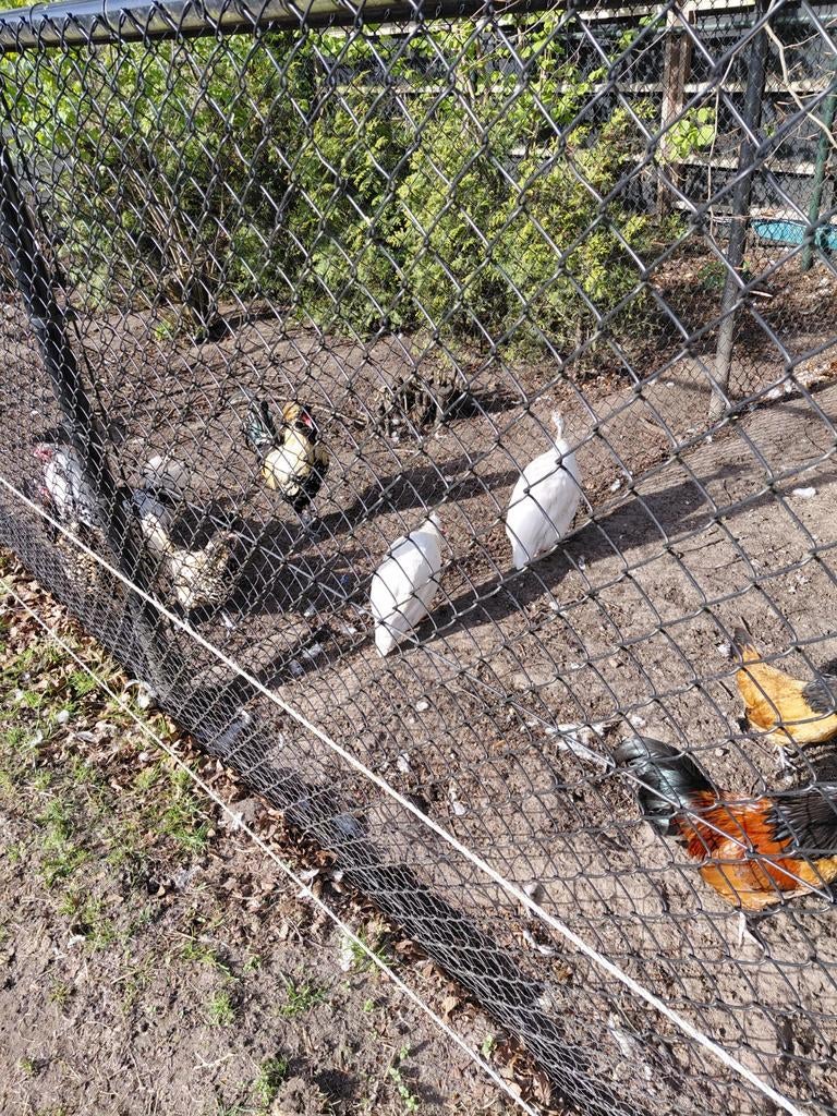 Koppel witte parelhoenders, Dieren en Toebehoren, Pluimvee, Meerdere dieren, Eend