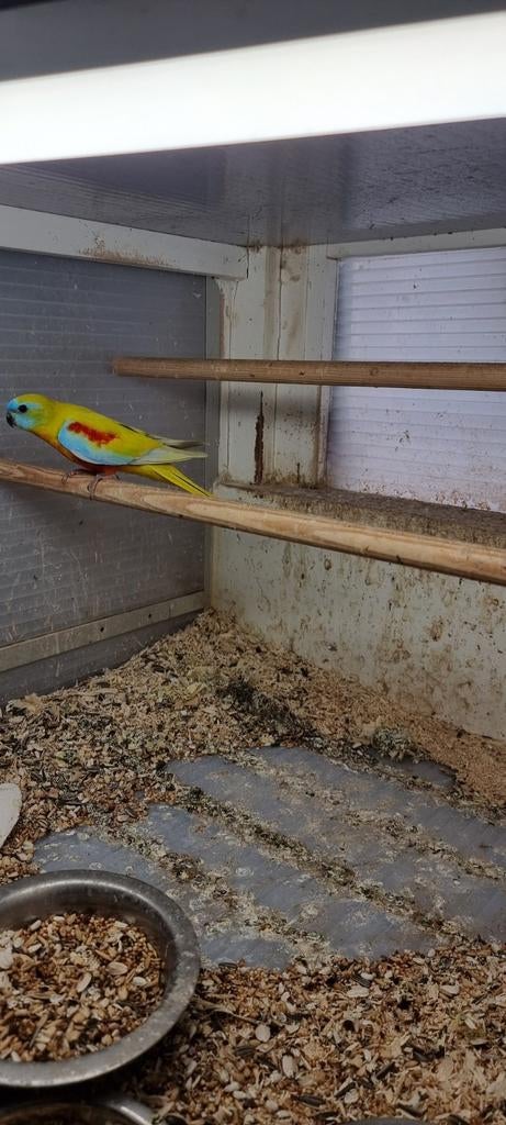 turquoisine, Mannelijk, Parkiet