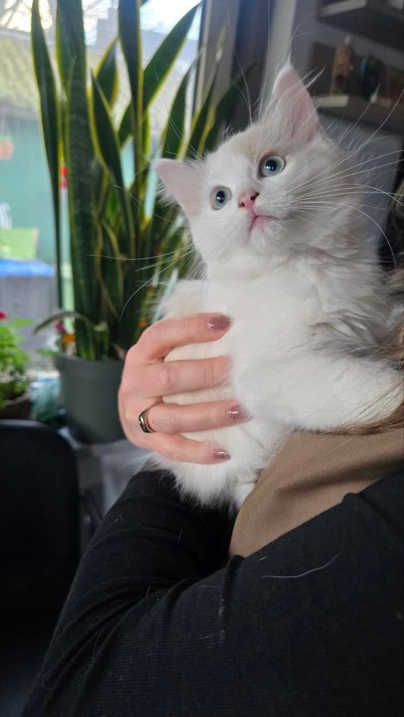 Chocolade mink bicolor ragdoll poesje, Poes, Met stamboom, 0 tot 2 jaar