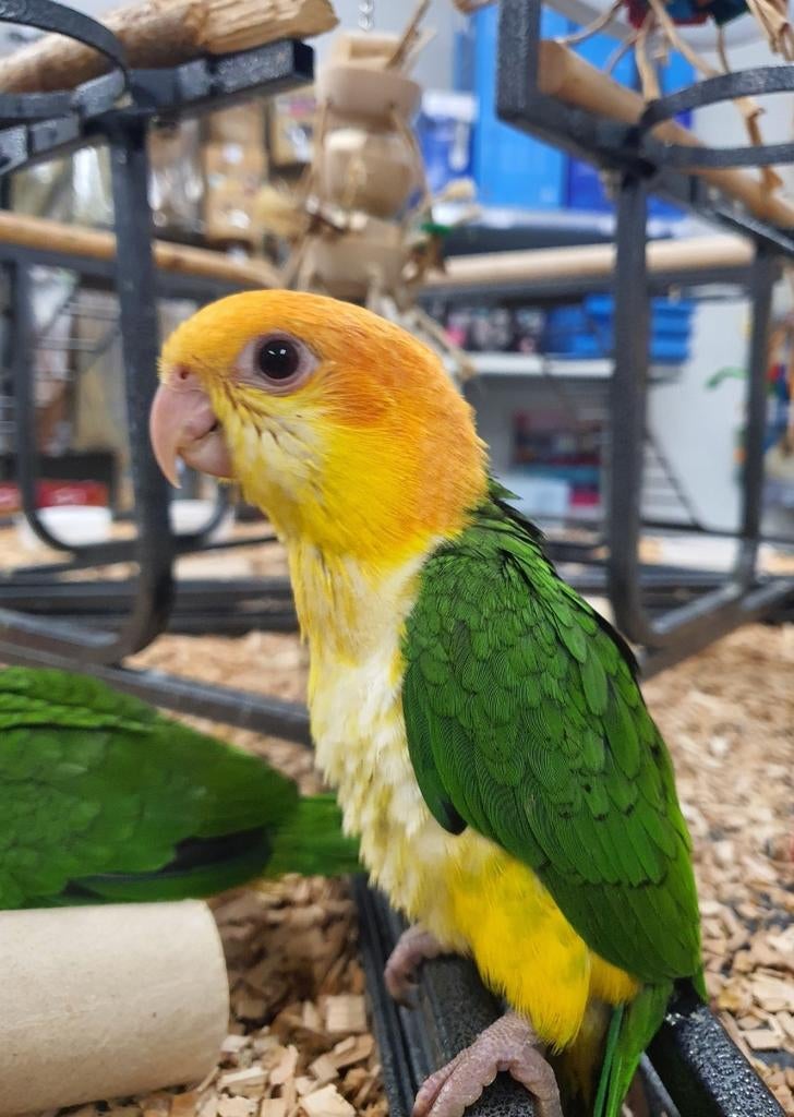 Lieve Roestkop caique beschikbaar., Dieren en Toebehoren, Vogels | Parkieten en Papegaaien, Papegaai, Vrouwelijk, Tam, Geringd