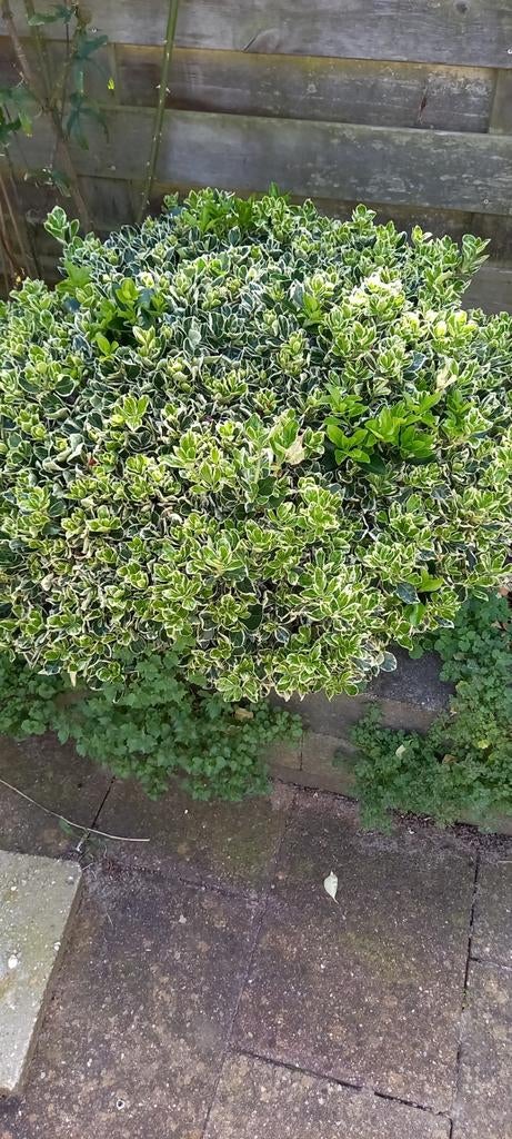 Bonte Euonymus japonicus, Ophalen, Overige soorten, Volle zon