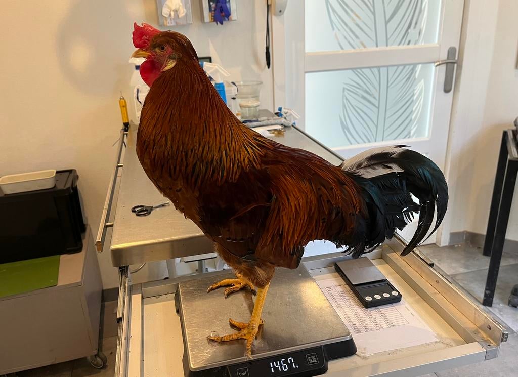 Edward, tamme haan, Dieren en Toebehoren, Mannelijk, Kip