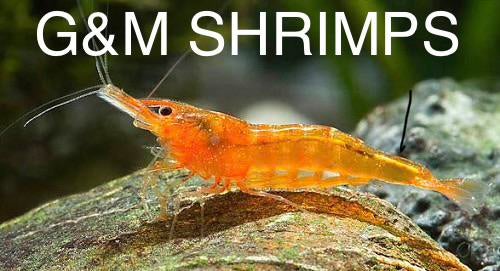 Neocaridina orange sakura, Dieren en Toebehoren, Vissen | Aquariumvissen, Vis