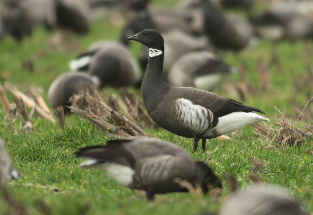 Gevraagd ganzen, Dieren en Toebehoren, Pluimvee, Meerdere dieren, Gans of Zwaan