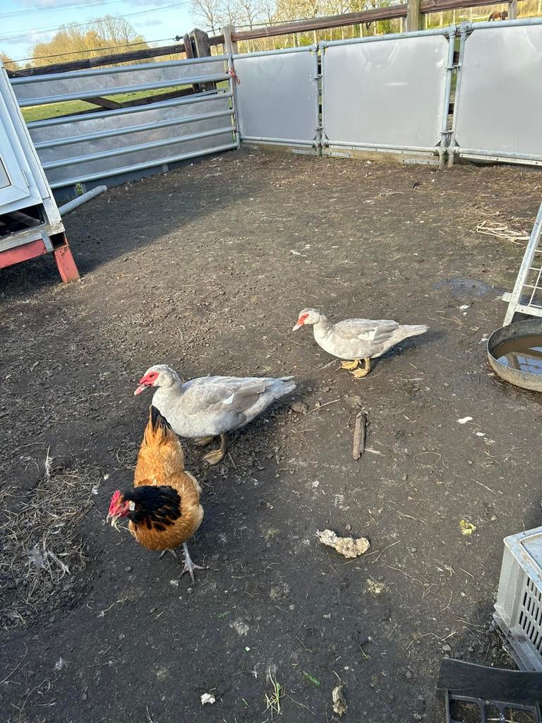 Span onverwante muskuseenden 45 euro, Meerdere dieren, Eend