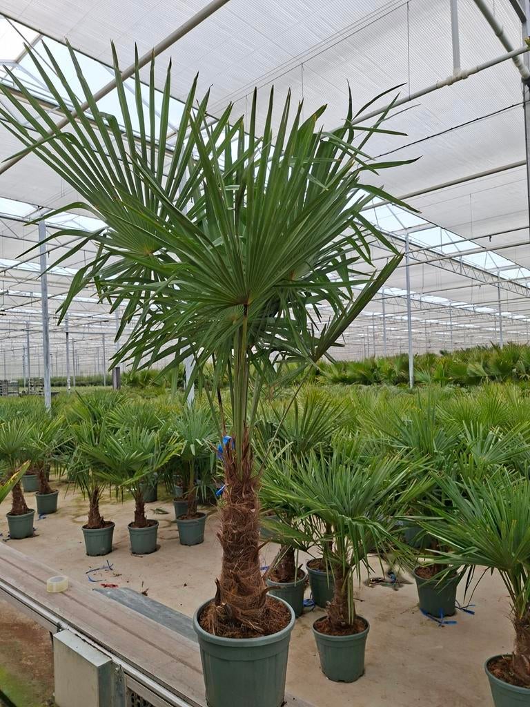 Trachycarpus Fortunei pot 34 - Winterharde palm, 100 tot 250 cm, Zomer, Palmboom, Ophalen
