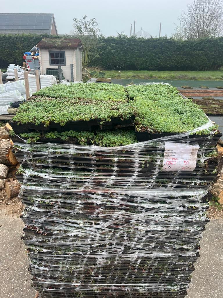 Sedum matten en trays voor groendaken, Ophalen of Verzenden, Nieuw, Gras