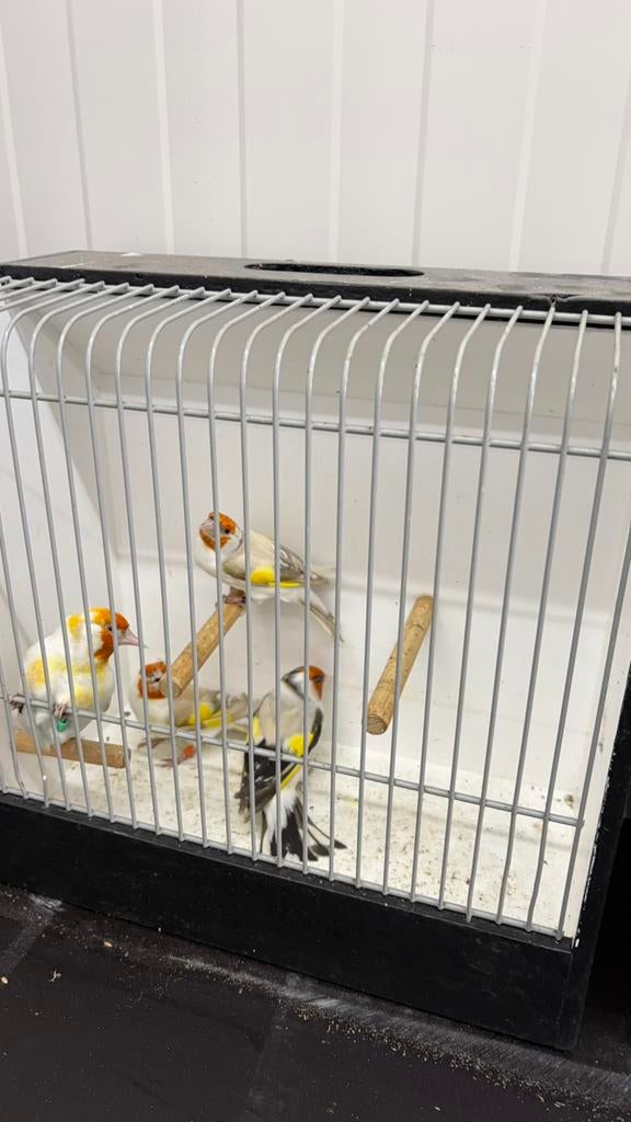 Majoor putters, Dieren en Toebehoren, Meerdere dieren, Wildzangvogel, Geringd