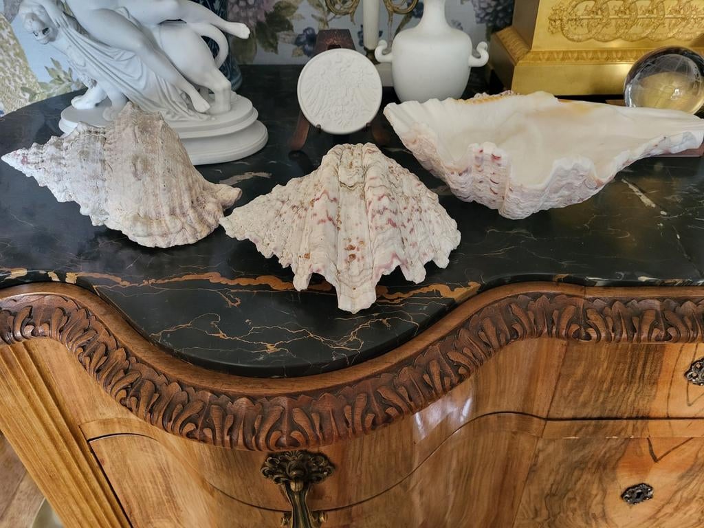 3 grote schelpen 2 doopvontschelpen en een murex, Ophalen of Verzenden, Schelp(en)