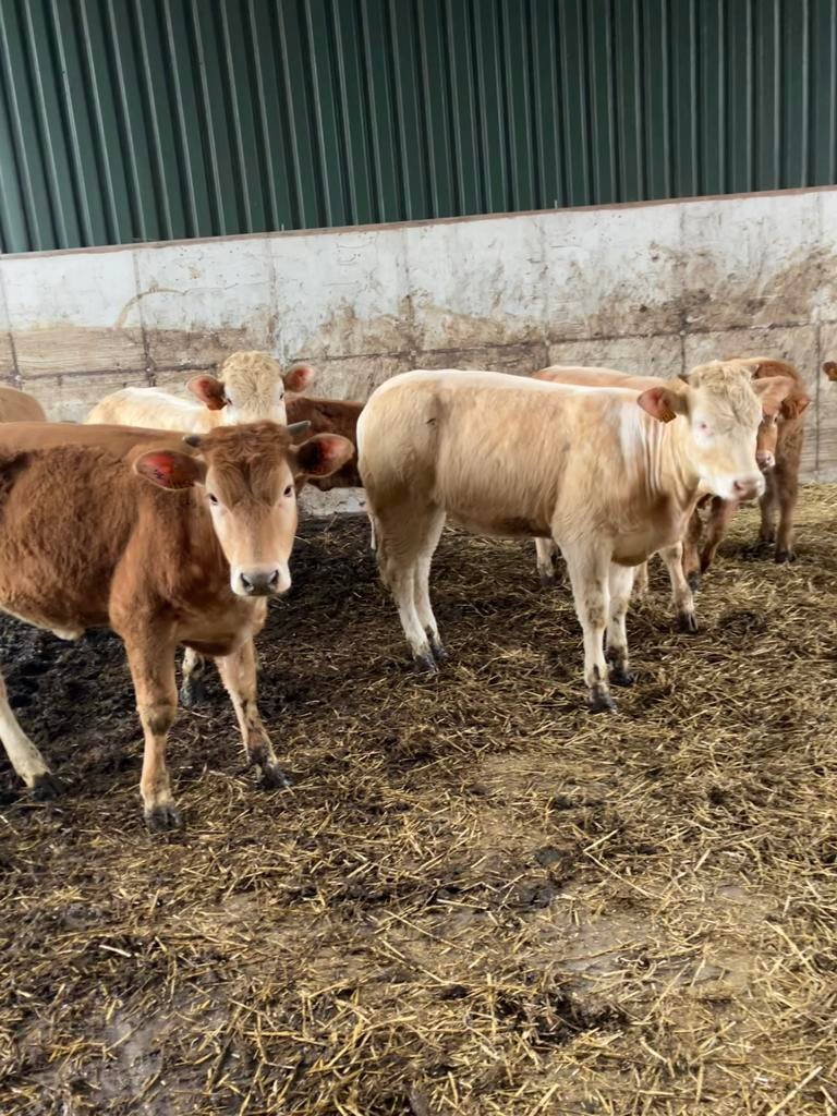 Koppel pinken, Dieren en Toebehoren, Vrouwelijk, 0 tot 2 jaar