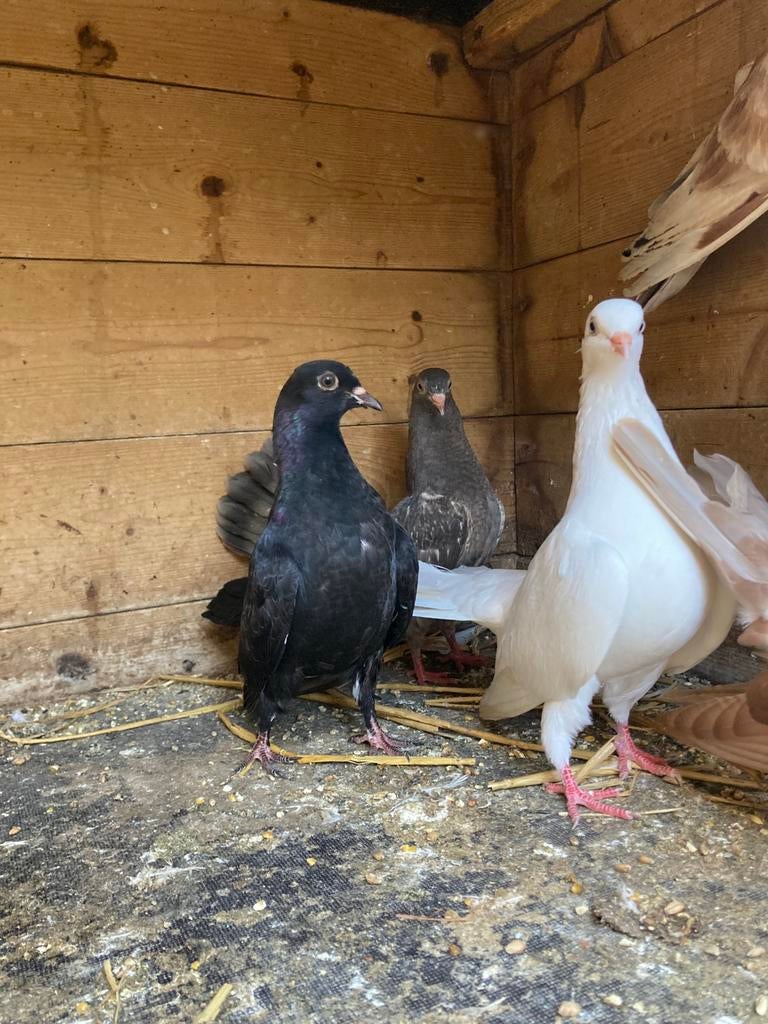 5 oosterse rollers, Meerdere dieren, Overige soorten