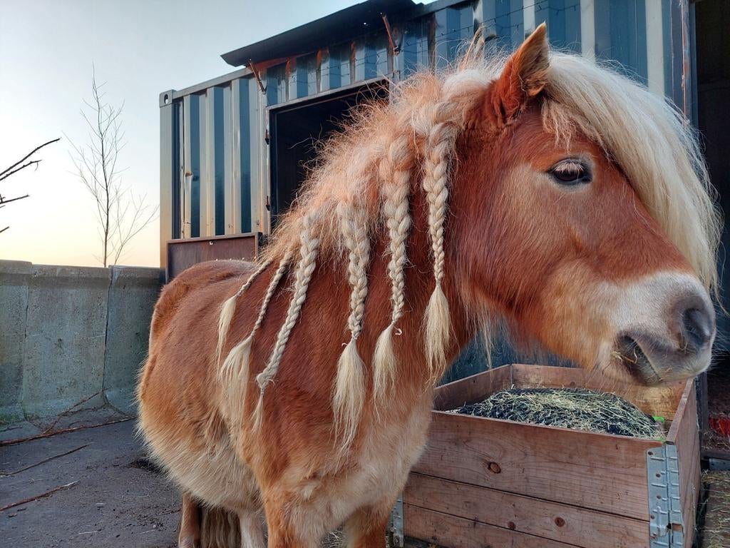 Fijne plek gezocht voor mijn lieve Shetlander ruin, Weidegang, 1 paard of pony