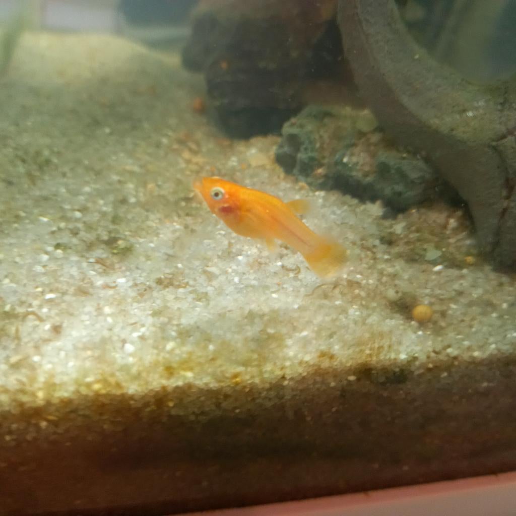 Oranje, gevlekte en black Molly's, Vis, Zoetwatervis