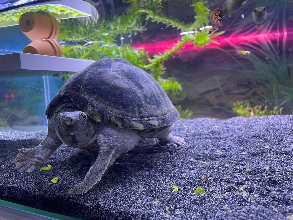 Gekielde muskusschildpad Turtle - female for sale from van doorn