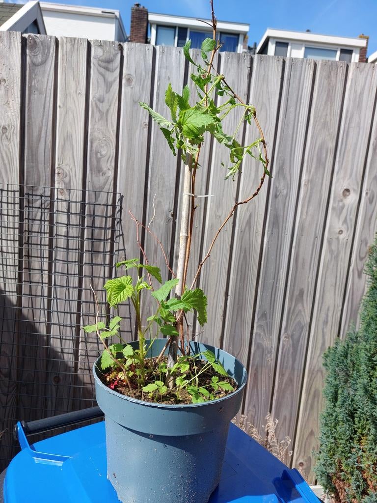 Framboos, Tuin en Terras, Ophalen of Verzenden, Minder dan 100 cm, Overige soorten, Zomer