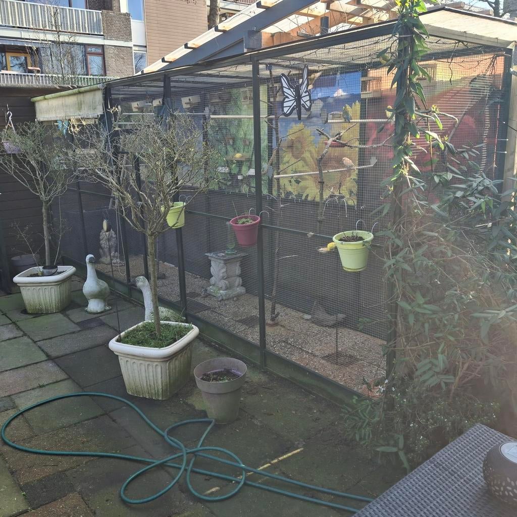 Gouldamadine roodkop, Dieren en Toebehoren, Vogels | Overige Vogels, Meerdere dieren, Tropenvogel