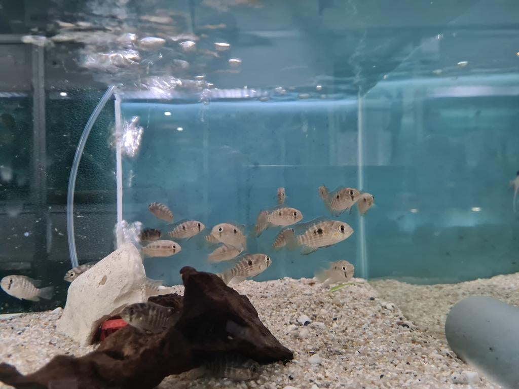 Krobia Xinguensis Cichliden, Vis, Zoetwatervis