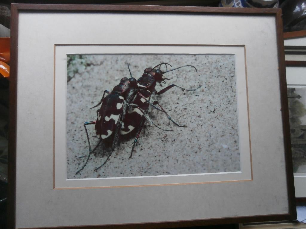 Mooi Ingel prent Parende Basterdzandloop kevers, Ophalen, Voor 1940, Gebruikt, Overige onderwerpen
