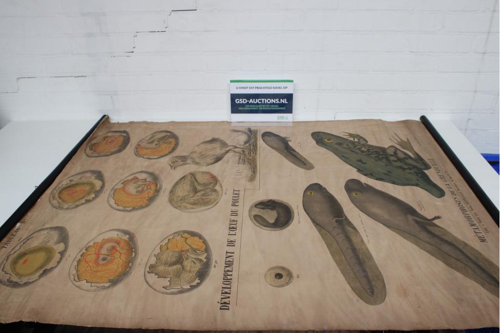 Vintage Schoolkaart - Kip en Kikker, Ophalen of Verzenden