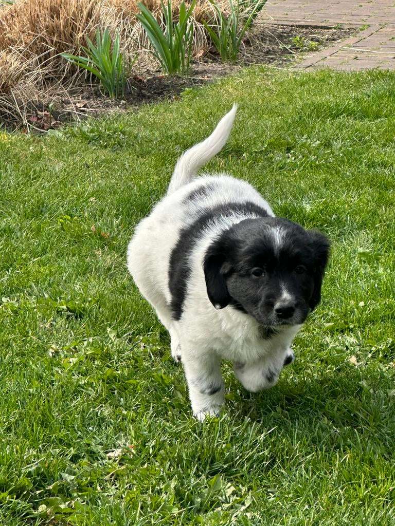 Friese stabij pups, Parvo, Overige rassen, 8 tot 15 weken, Meerdere