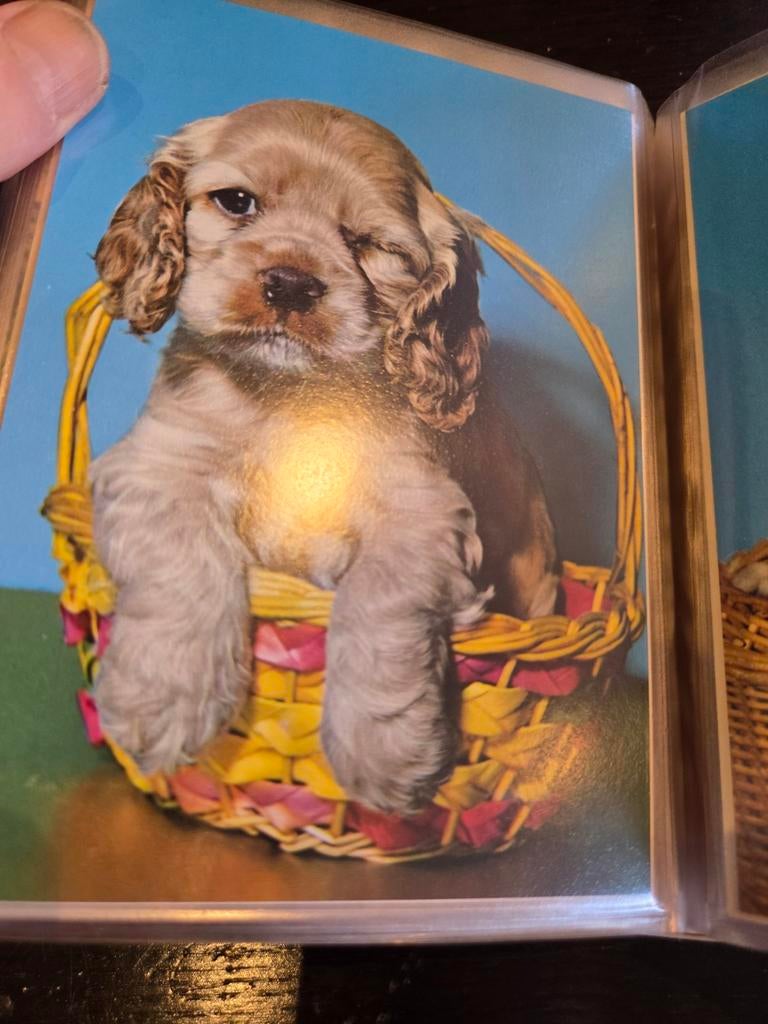 Schattige Cocker Spaniël puppy in mandje - Foto, Ophalen of Verzenden