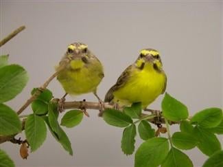 Gezocht: Mozambiquesijs pop, Dieren en Toebehoren, Vogels | Overige Vogels, Vrouwelijk