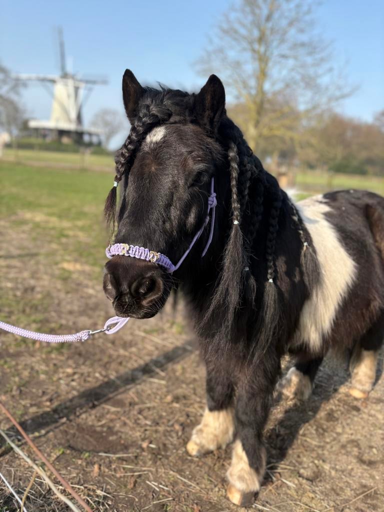 bijrijder shetlander gezocht