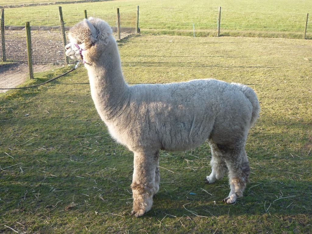 te koop alpaca hengst, Mei, Mannelijk
