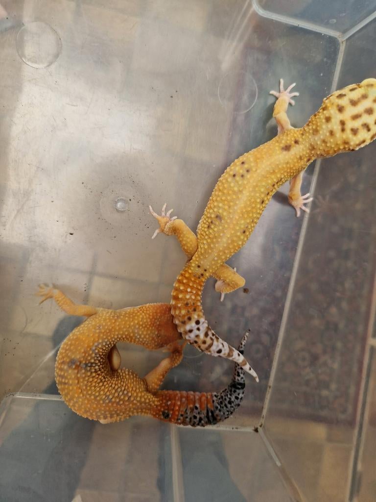 Luipaardgekko's 0.1 inferno enigma tremper Leopard Gecko - female for sale from hofman