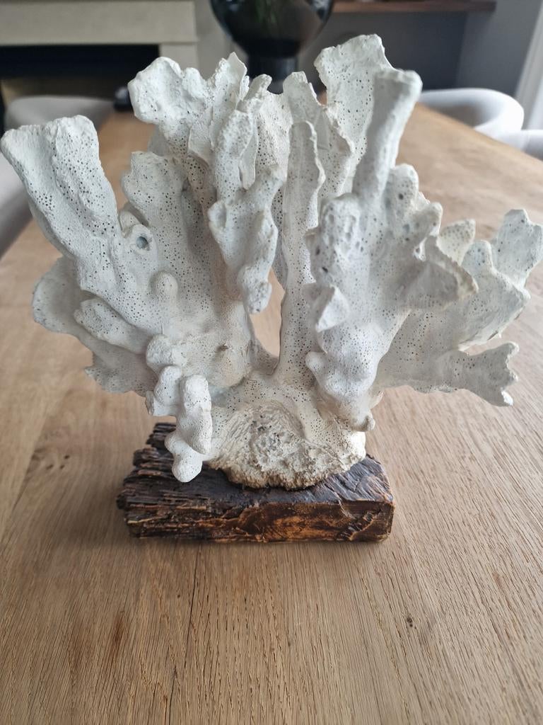 Decoratief kunst koraal, Ophalen of Verzenden