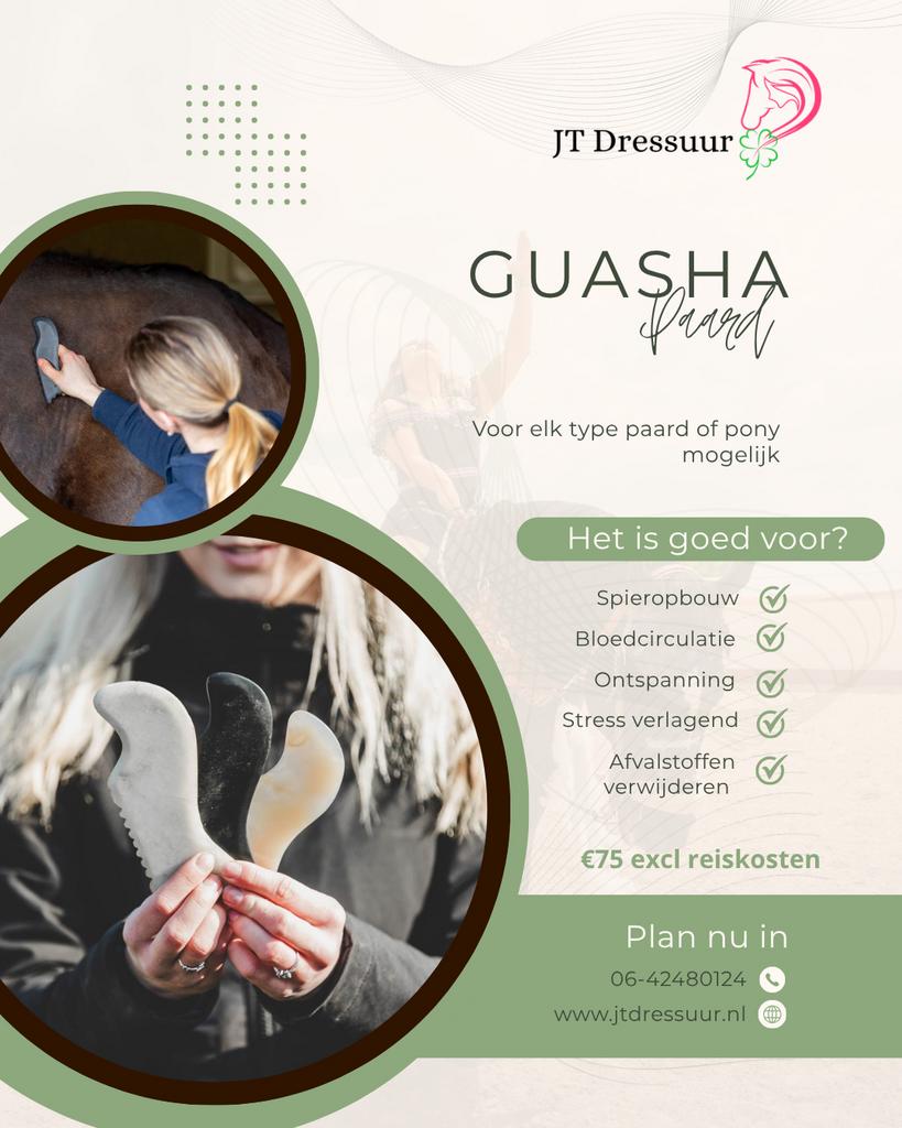 Guasha behandeling paard, Ophalen, Dressuur