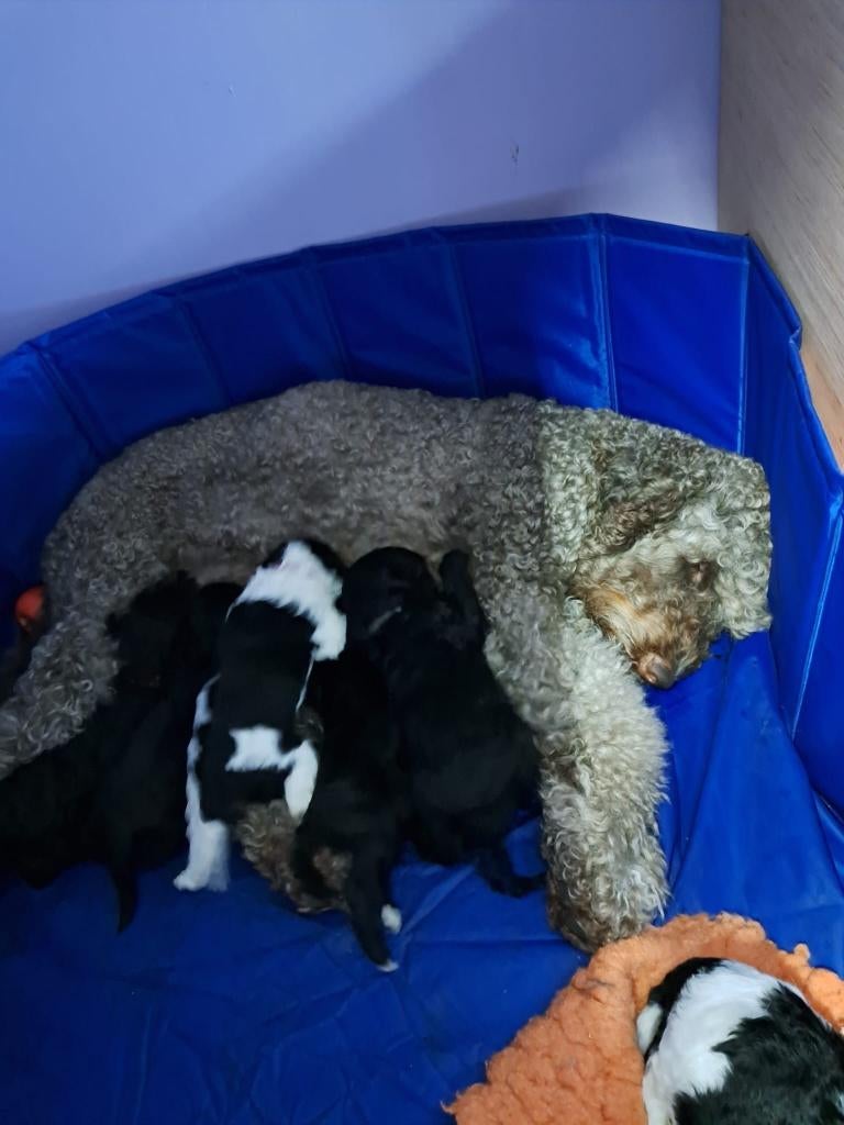 Franse Waterhondpups uit liefdevol en doordacht nest, Dieren en Toebehoren, Honden | Retrievers, Spaniëls en Waterhonden, Parvo