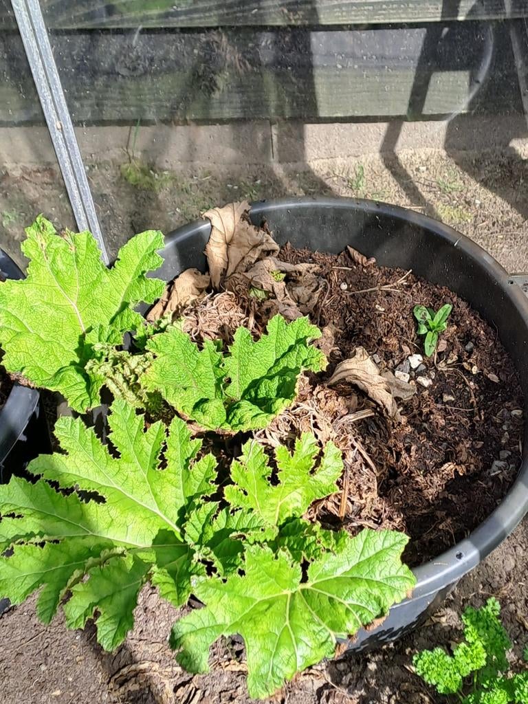 Gunnera manicata in kuip, Ophalen of Verzenden, Overige soorten, Volle zon