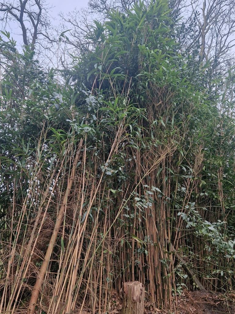 Bamboe pollen - circa 15 stuks, Tuin en Terras, Planten | Tuinplanten, Overige soorten, Volle zon, Vaste plant, Ophalen of Verzenden
